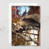 キュートメおもしろいーヌクーン子猫おいしい (正面/裏面)