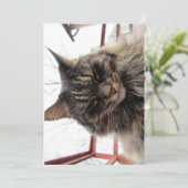 キュートメおもしろいーヌクーン子猫コンテンツ (スタンド正面)