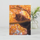 キュートメおもしろいーヌクーン子猫ツリークライマー (スタンド正面)