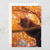 キュートメおもしろいーヌクーン子猫ツリークライマー (正面/裏面)