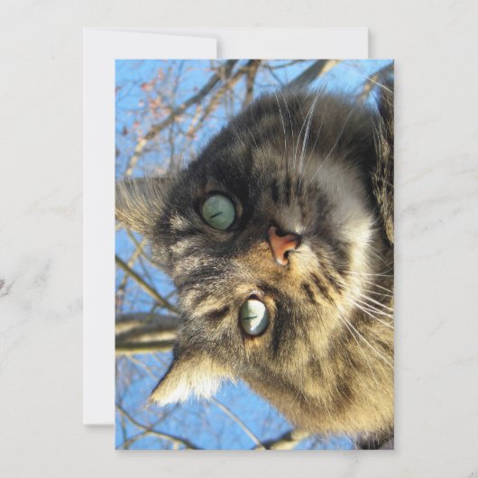 キュートメおもしろいーヌクーン子猫ファジー顔 (正面)