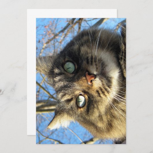 キュートメおもしろいーヌクーン子猫ファジー顔 (正面/裏面)