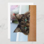 キュートメおもしろいーヌクーン子猫プアブー (正面/裏面)