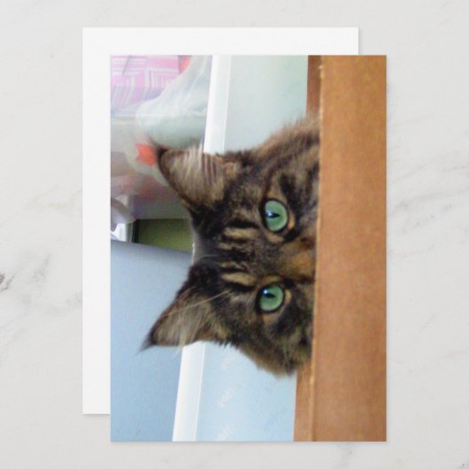 キュートメおもしろいーヌクーン子猫プアブー (正面/裏面)