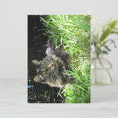 キュートメおもしろいーンクーンザグラッシックノール (スタンド正面)