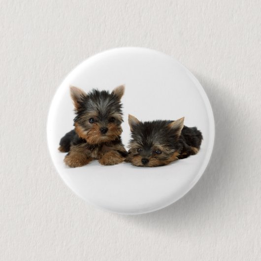 キュートヨークシャーテリアの子犬 缶バッジ (正面)