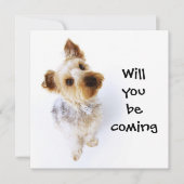 キュートヨークシャーテリアパピーヨークシャーテリアパーティー 招待状 (正面)