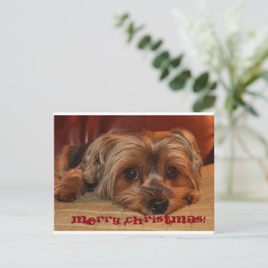 キュートヨークシャーテリアメリークリスマス シーズンポストカード (スタンド正面)