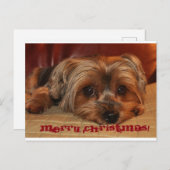 キュートヨークシャーテリアメリークリスマス シーズンポストカード (正面/裏面)