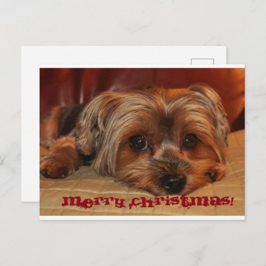 キュートヨークシャーテリアメリークリスマス シーズンポストカード (正面/裏面)