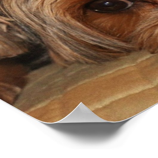 キュートヨークシャーテリアーヨークシャーテリアパピーポスター ポスター (角)