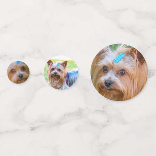 キュートヨークシャーテリアーヨークシャーテリアブお気に入りのリード コンフェッティ