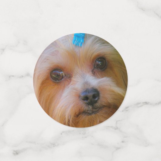 キュートヨークシャーテリアーヨークシャーテリアブお気に入りのリード コンフェッティ