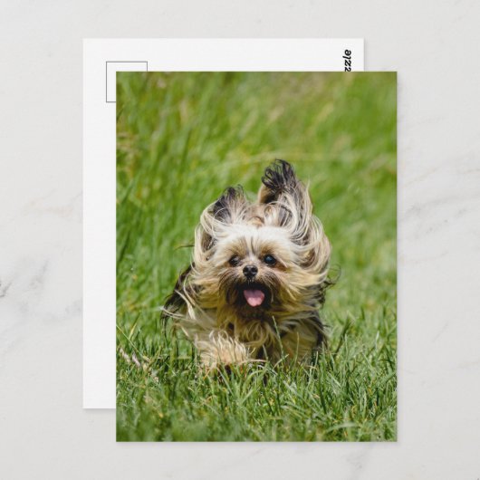 キュートヨークシャーランニングテリアズスルーグラス ポストカード (正面/裏面)