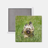 キュートヨークシャーランニングテリアズスルーグラス マグネット (正面/裏面)