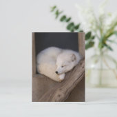 キュート北極キツネ眠る ポストカード (スタンド正面)