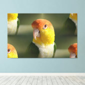 キュート白ベリーズ・カイケ・パロット キャンバスプリント (インサイチュ (ウッドフロア))