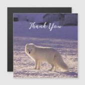 キュート白北極キツネ雪冬写真 (正面/裏面)