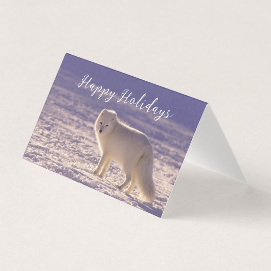 キュート白北極キツネ雪冬写真 (正面)