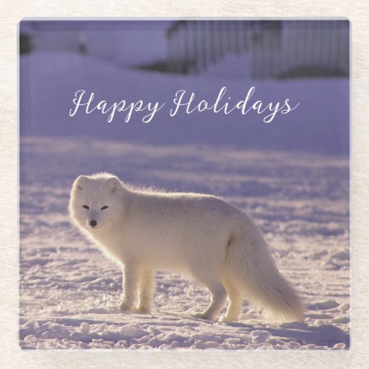 キュート白北極キツネ雪冬写真 ガラスコースター (正面)