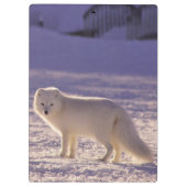 キュート白北極キツネ雪冬写真 クリップボード (裏面)