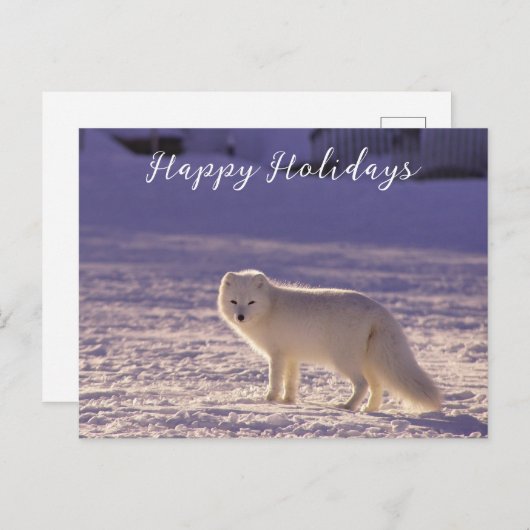 キュート白北極キツネ雪冬写真 シーズンポストカード (正面/裏面)