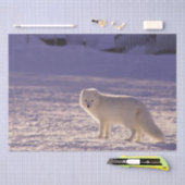 キュート白北極キツネ雪冬写真 薄葉紙 (クラフト)