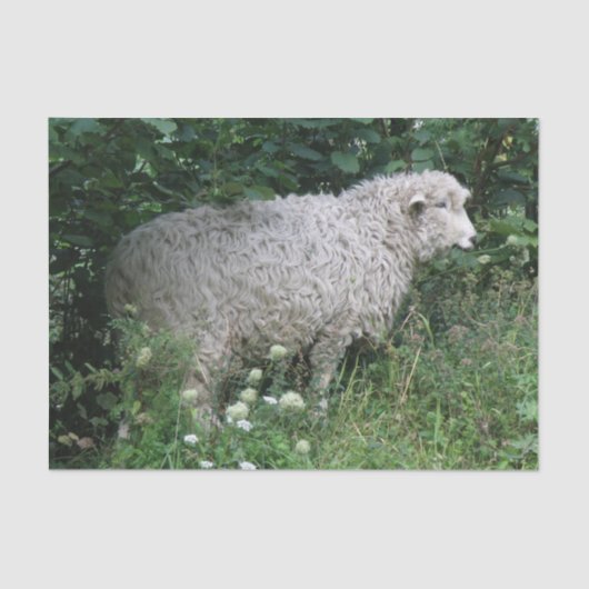 キュート貪欲食べ羊ティッシュペーパー 薄葉紙 (正面)