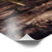 キュート・コッカティエル フォトプリント            (角)