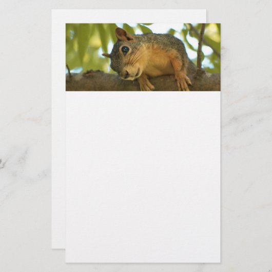キュート&好奇心リス自然写真 便箋 (正面/裏面)