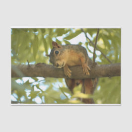 キュート&好奇心リス自然写真 薄葉紙