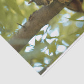 キュート&好奇心リス自然写真 薄葉紙 (詳細)