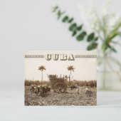 キューバのサトウキビ農園 ポストカード (スタンド正面)