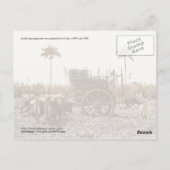 キューバのサトウキビ農園 ポストカード (裏面)