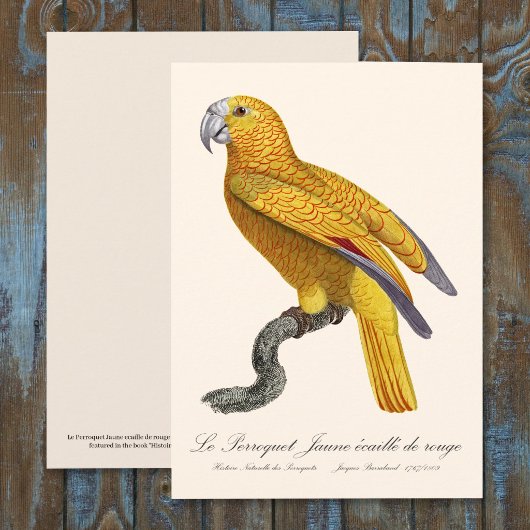 キューバの楽園のオウム、Psittacus Paradisi サンキューカード