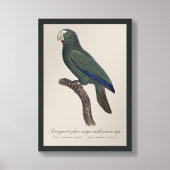キューバオウム 若鳥 Amazona Leucocephala フォトプリント