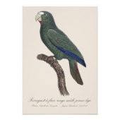 キューバオウム 若鳥 Amazona Leucocephala フォトプリント (正面)