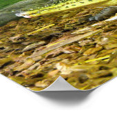 キューバワニ ポスター (角)