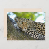 キョウ葉書 ポストカード (正面/裏面)