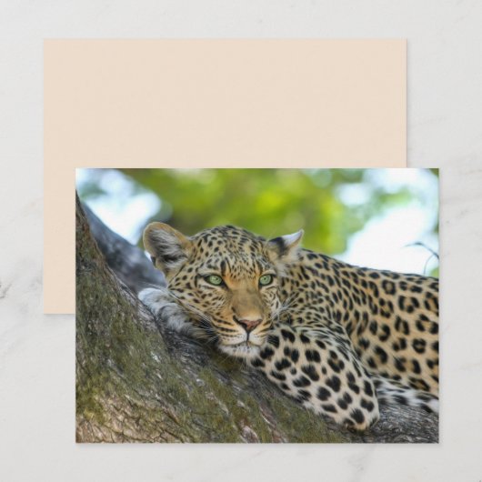 キョウ葉書 ポストカード (正面/裏面)