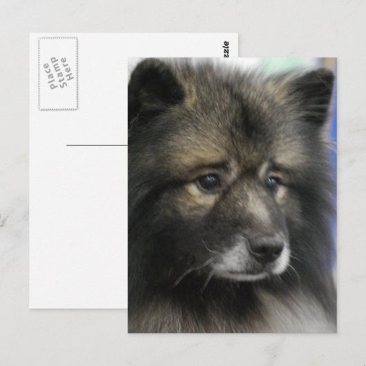 キョンド犬はがき ポストカード (正面/裏面)