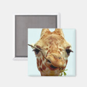 キラおもしろいフベビー マグネット (正面/裏面)