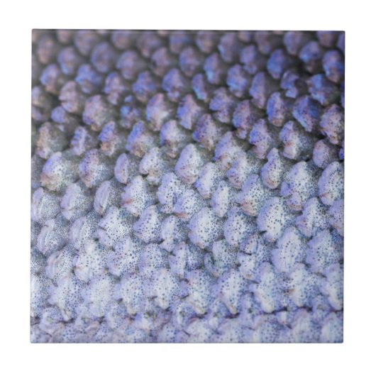 キラキラ輝くサケ タイル (正面)