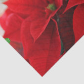 キラキラ輝く黄金の光を持つ赤いポインセチア 薄葉紙 (詳細)