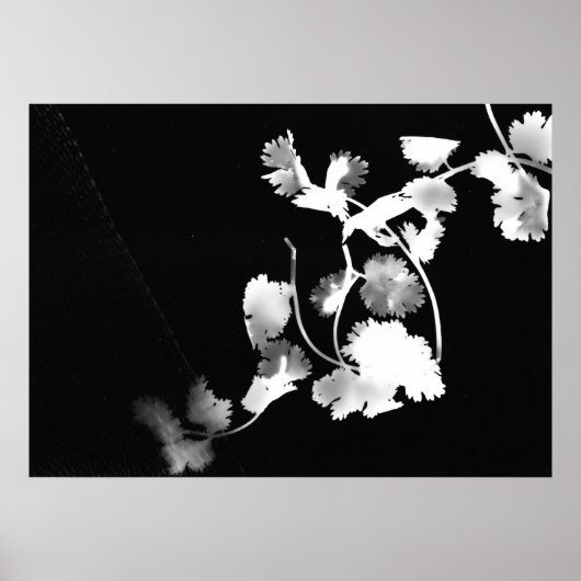 キラントロフォトグラム ポスター (正面)