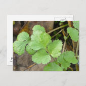 キラントロ ポストカード (正面/裏面)