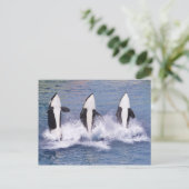 キラークジラが水から飛び出す ポストカード (スタンド正面)