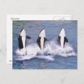 キラークジラが水から飛び出す ポストカード (正面/裏面)