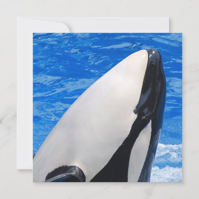 キラークジラ (正面)