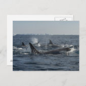 キラークジラ ポストカード (正面/裏面)